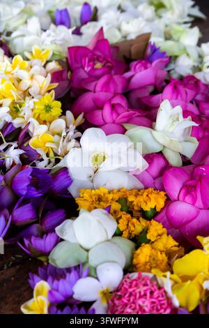 Close-up de fleurs colorées de lotus et d'offrandes templières à Ruwanwelisaya, Province du Centre-Nord, Anuradhapura, Sri Lanka Banque D'Images