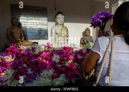 Femme tenant des fleurs de lotus violettes devant des statues de Bouddha au Ruwanwelisaya, Province du Centre-Nord, Anuradhapura, Sri Lanka Banque D'Images