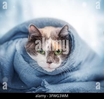Chat calico aux yeux verts enveloppé dans une écharpe bleue douce Banque D'Images