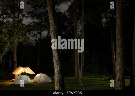 Les tentes de camping brillent sur un site de camping nocturne, vues à travers les hauts pins d'une forêt sombre. Banque D'Images