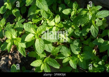 Plante de menthe auto-ensemencée et semi-sauvage poussant vigoureusement dans un jardin domestique des montagnes de Pékin, en Chine. Banque D'Images