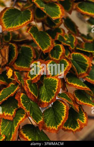 Gros plan de feuilles de tilleul en automne, avec des centres verts et des bords brûlés orange vif et jaune, profondeur de champ peu profonde, lumière naturelle douce Banque D'Images