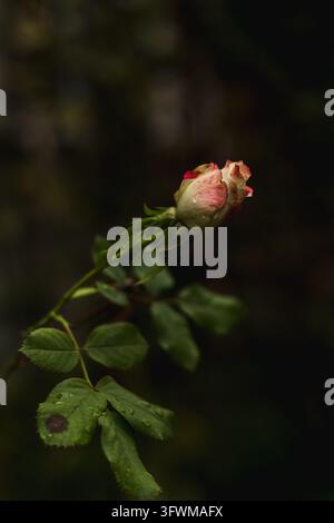 Bourgeon de rose avec des pétales roses et crème parsemés de gouttes de pluie, sur une tige verte épineuse avec des feuilles, une feuille présentant une tache sombre, fond sombre et sombre. Banque D'Images