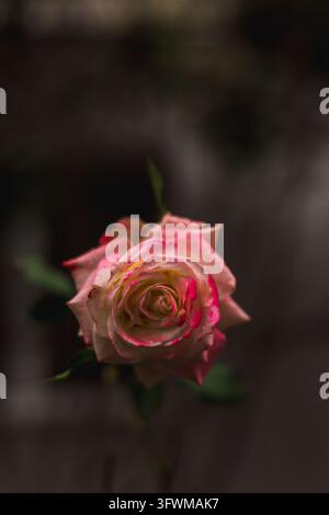 Rose unique rose et crème en fleurs avec des bords de pétales rose foncé, isolée sur un fond sombre flou, lumière basse atmosphérique. Banque D'Images