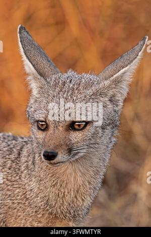 Portrait de renard du Bengale Vulpes bengalensis dans la lumière du soir, près de Nal Sarovar, Gujarat, Inde Banque D'Images