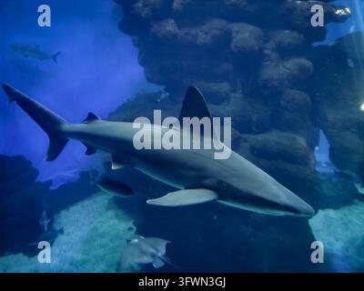 Un requin gris des récifs élégant glisse à travers l'eau bleue profonde d'un aquarium, son corps puissant et sa nageoire dorsale distincte clairement visibles. En arrière-plan Banque D'Images