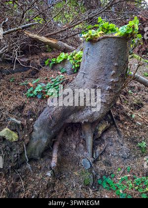 Un tronc d'arbre unique avec des plantes vertes vibrantes poussant directement à sa surface. La scène se déroule dans un environnement forestier naturel avec des racines exposées Banque D'Images