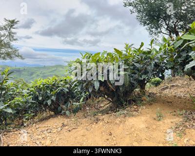 Buis de thé vert poussant sur un sol brun en pente montagneuse sous un ciel nuageux. Plantes et feuillage frais de camélia sinensis en vue latérale. Plantation de haute terre. Banque D'Images