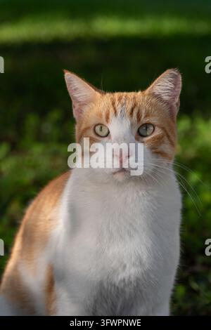 Portrait d'un chat orange et blanc sur un fond vert flou Banque D'Images