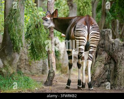 Okapi mangeant des feuilles vertes de branches d'arbres Banque D'Images