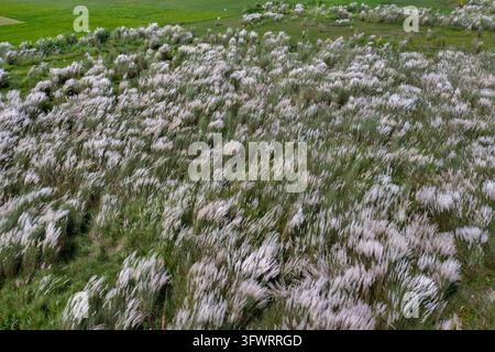 Vue aérienne d'un champ de kash phool blanc en fleurs avec une végétation luxuriante en arrière-plan à Bogora, division de Rajshahi, au Bangladesh. Banque D'Images