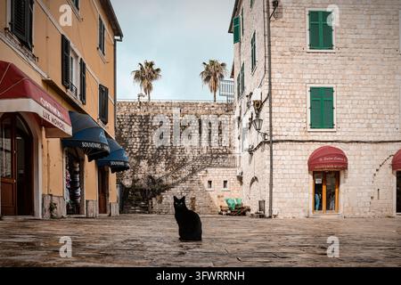 Chat noir assis dans une place de pierre tranquille du vieux Kotor, au Monténégro Banque D'Images
