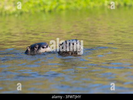 Accouplement de loutres fluviatiles d'Amérique du Nord (Lontra canadensis) nageant dans un étang à Galveston, Texas. Banque D'Images