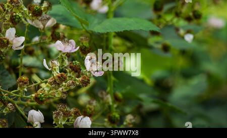 Une abeille mellifère pollinise des fleurs rose pâle sur un buisson de mûres Banque D'Images