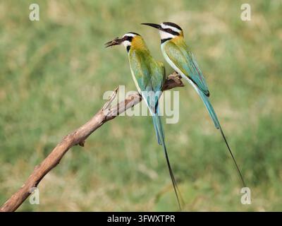 Paire de guêpiers à gorge blanche (Merops albicollis) perchés sur une branche en train de manger des insectes dans la savane du Kenya, Afrique Banque D'Images