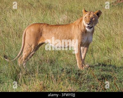 Vue de profil en pleine longueur d'une lionne africaine sauvage debout dans l'herbe verte de la savane, Masai Mara, Kenya Banque D'Images