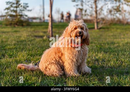 Un adorable chien Doodle brun et bouclé, comme un Cavapoo, un Labradoodle ou un Goldendoodle, marchant dans un parc verdoyant au coucher du soleil en été Banque D'Images