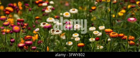 Pai, Thaïlande - 23 janvier 2026 : Un champ vibrant de fleurs de paille multicolores avec des fleurs blanches, orange, roses et rouges poussant parmi un feuillage vert. Banque D'Images