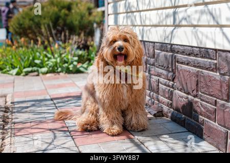 Un portrait en gros plan d'un adorable chien Doodle brun bouclé, tel qu'un Cavapoo, un Labradoodle ou un Goldendoodle, debout dans un jardin avec une herbe verte luxuriante Banque D'Images