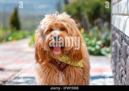Un portrait en gros plan d'un adorable chien Doodle brun bouclé, tel qu'un Cavapoo, un Labradoodle ou un Goldendoodle, debout dans un jardin avec une herbe verte luxuriante Banque D'Images