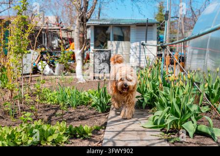 Un portrait en gros plan d'un adorable chien Doodle brun bouclé, tel qu'un Cavapoo, un Labradoodle ou un Goldendoodle, debout dans un jardin avec une herbe verte luxuriante Banque D'Images