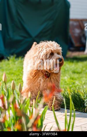 Un portrait en gros plan d'un adorable chien Doodle brun bouclé, tel qu'un Cavapoo, un Labradoodle ou un Goldendoodle, debout dans un jardin avec une herbe verte luxuriante Banque D'Images