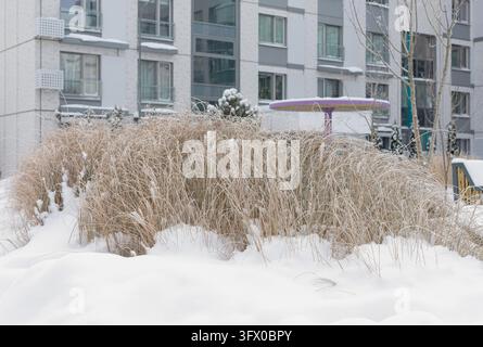 Herbe ornementale séchée, roseau recouvert de givre et de neige dans une cour hivernale. Grandes plantes de pampas beiges ployées dans une bourrasque de neige près d'un immeuble d'habitation. Givreuse La Banque D'Images