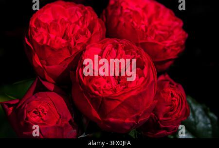 Close-up de roses rouge foncé luxueuses aux pétales richement texturés et à l'éclairage dramatique sur fond noir Banque D'Images