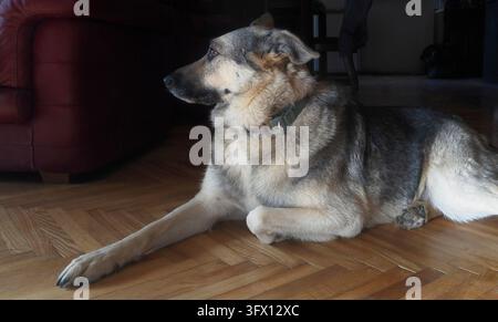 Compagnon gris tranquille reposant sur un parquet Banque D'Images