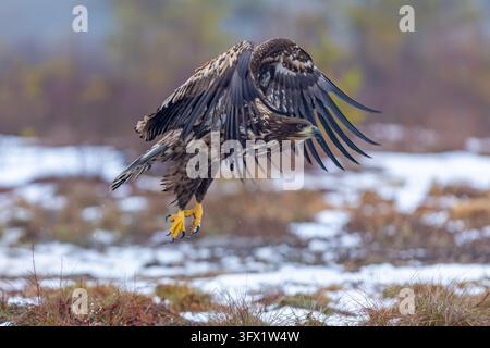 Aigle à tête blanche / Aigle pêcheur / Erne (Haliaeetus albicilla) juvénile s'envolant d'une lande enneigée en hiver, Småland, Suède Banque D'Images