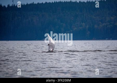 Vague de baleine - Une baleine à bosse agite sa nageoire dans le détroit de Géorgie, île de Vancouver, Canada Banque D'Images
