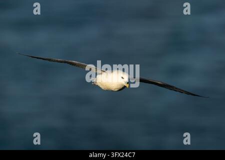 Fulmar boréal (Fulmaris glacialis) en vol sous un ciel bleu. Banque D'Images