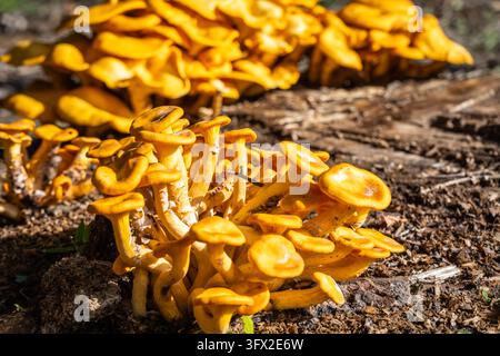 Champignons colorés Jack-O'-Lantern de l'Est (Omphalotus illudens) à Blairsville, Géorgie. (États-Unis) Banque D'Images