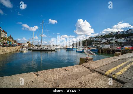 Une mouette se tient alerte sur un mur de pierre au premier plan, surplombant le port intérieur animé de Mevagissey, en Cornouailles. De nombreux bateaux, y compris des yachts. Banque D'Images