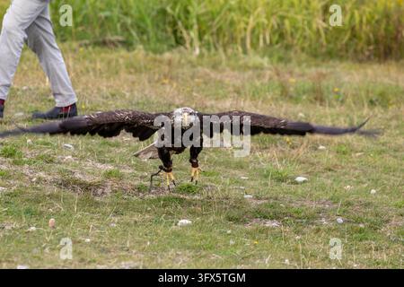 Vancouver, Canada – 9 septembre 2026 : Perspective horizontale montrant un aigle rapace avec les ailes complètement déployées approchant un atterrissage au sol en extérieur Banque D'Images