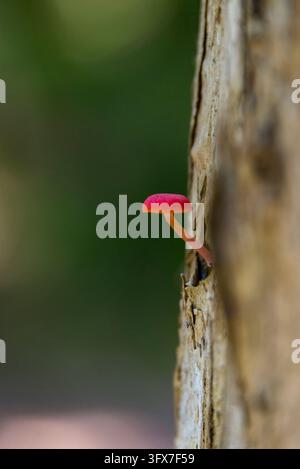 Petit champignon rose poussant sur un tronc d'arbre avec un fond vert doux. Pris en Australie. Banque D'Images