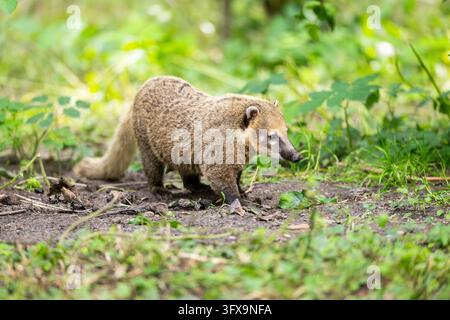 Coati sud-américain (Nasua nasua) debout sur le sol, captif, Zoo Augsburg Banque D'Images