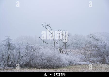Grand cormoran (Phalacrocorax carbo) assis sur un vieil arbre avec du givre sur les branches en hiver, Bavière, Allemagne, Europe Banque D'Images