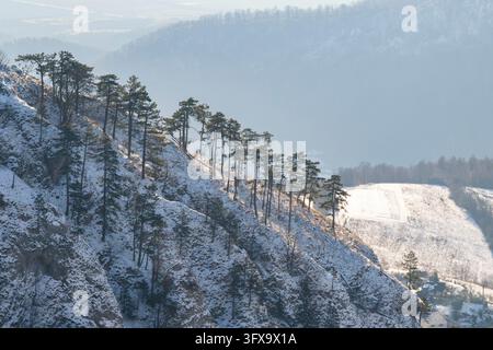 Pins sylvestres (Pinus sylvestris) poussant sur une colline en hiver, Vápeč, Horná Poruba, Slovaquie Banque D'Images