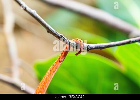 Caméléon panthère rouge (Furcifer pardalis), queue, détail, peau, captif, Bavière, Allemagne, Europe Banque D'Images