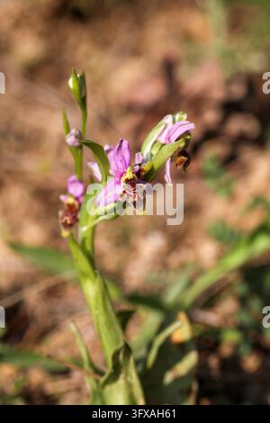 Belle orchidée abeille sauvage Ophrys apifera en fleur sur une tige verte dans la nature au printemps Banque D'Images