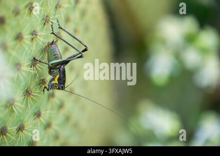 Cricket Bush ou Katydides probablement Barbitistes constrictus, Cres, Croatie Banque D'Images