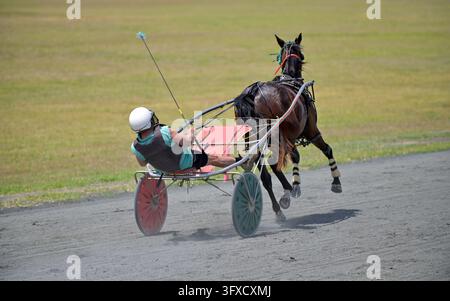 BRISBANE - 08 NOV 2023:Jockey et cheval rapides pendant une course de trotteurs. Les courses de chars ont été développées par la civilisation assyrienne antique vers 2000 av. J.-C. Banque D'Images