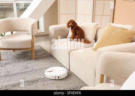 Nettoyage domestique intelligent et soins aux animaux, aspirateur robotique travaillant sur un tapis avec un adorable caniche assis sur un canapé confortable dans un salon moderne Banque D'Images