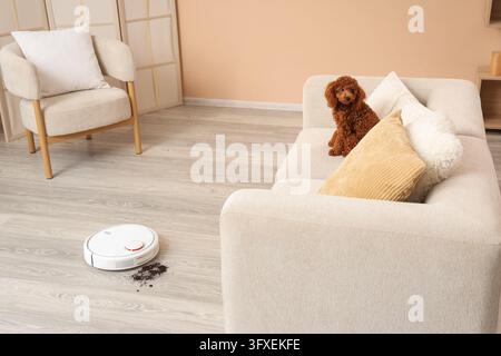 Nettoyage domestique intelligent et soins aux animaux, robot aspirateur travaillant sur le sol avec de la saleté près d’un caniche mignon assis sur un canapé confortable dans un salon moderne Banque D'Images