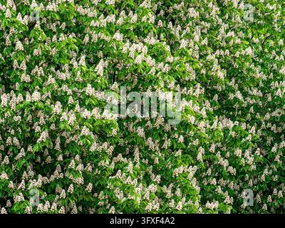 Marronnier en fleurs montrant un feuillage vert vibrant plein de fleurs blanches annonçant la saison du printemps Banque D'Images