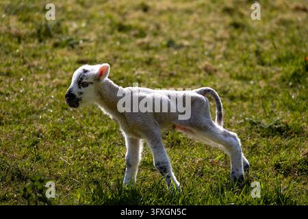 Angleterre, Dorset. Un jeune agneau se tient dans un champ herbeux baigné de soleil, montrant une toison pâle et des marques sombres sur son visage contre un pâturage vert légèrement flou en arrière-plan Banque D'Images