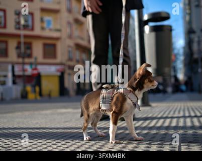Chihuahua portant un harnais à carreaux se tient sur un trottoir urbain tenu en laisse par son propriétaire dans une rue de la ville Banque D'Images