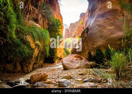 Un étroit canyon rocheux s'ouvre sous de hautes parois de grès et de la verdure en Jordanie. Banque D'Images