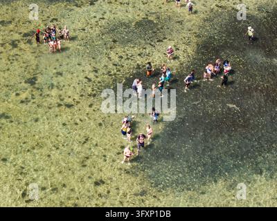 Touristes debout dans l'eau peu profonde observant des requins citron à Shark Bay, Sal Banque D'Images